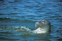 Seehund im Wasser