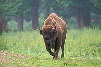 Wisent Bulle auf Lichtung