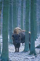 Wisent Bulle zwisch Baeumen