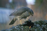 Sperber kroepft Amsel