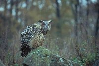 Uhu auf Felsen neugierig