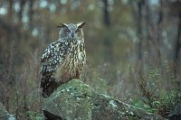 Uhu auf Felsen v vorn