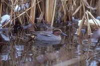 Krickente Erpel auf Wasser
