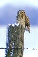 Sumpfohreule Winter Pfahl
