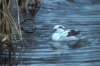 Zwergsaeger Maennchen Ufer