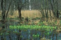 Bruchwald m erstem Gruen