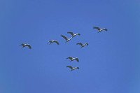 Kraniche am blauen Himmel