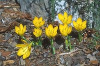 Sternbergia