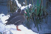 Zwerggaense Ufer verschneit