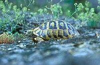 Griechische Landschildkroete