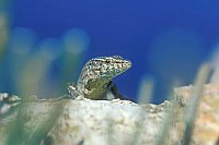 Pityusen Eidechse Kop Mall