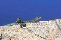 Pityusen Eidechsen Mallorca