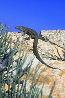 Pityusen Eidechse Mallorca