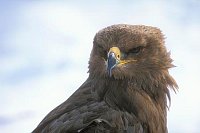 Steppenadler Kopfportrait v