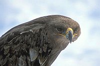 Steppenadler Portrait anges