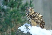 Uhu auf Stein mit Schnee