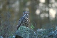 Uhu Weibchen auf Stein