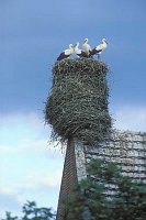 Wei�storch Horst 4 Junge