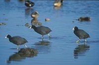 Blesshuehner 3 Ex im Wasser