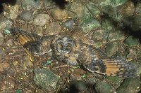 Waldohreule sich sonnend