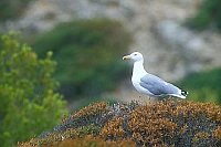 Weisskopfm�we auf Strauch