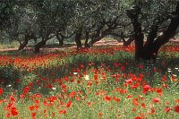 Klatschmohn Olivenhain