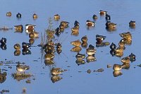 Loeffelenten ruhend Wasser