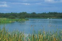 Meerbruchwiesen Steinh Meer