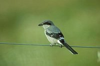 Raubwuerger Extremadura