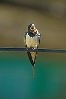 Rauchschwalbe singend