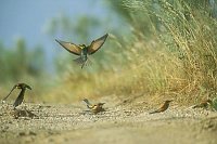 Bienenfresser Treffen a Weg