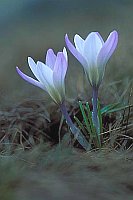 Krokus 2Ex Sierra de Gredos