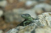 Pityusen Eidechse a Felsen