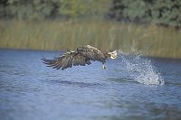 Seeadler Fluegel nach vorn