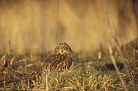 Sumpfohreule a Wiese v vorn