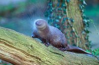 Fischotter sich schuettelnd