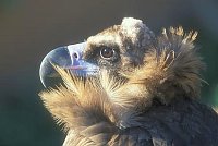 Moenchsgeier Kopfportrait S