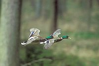 Stockenten Erpel 2 fliegend